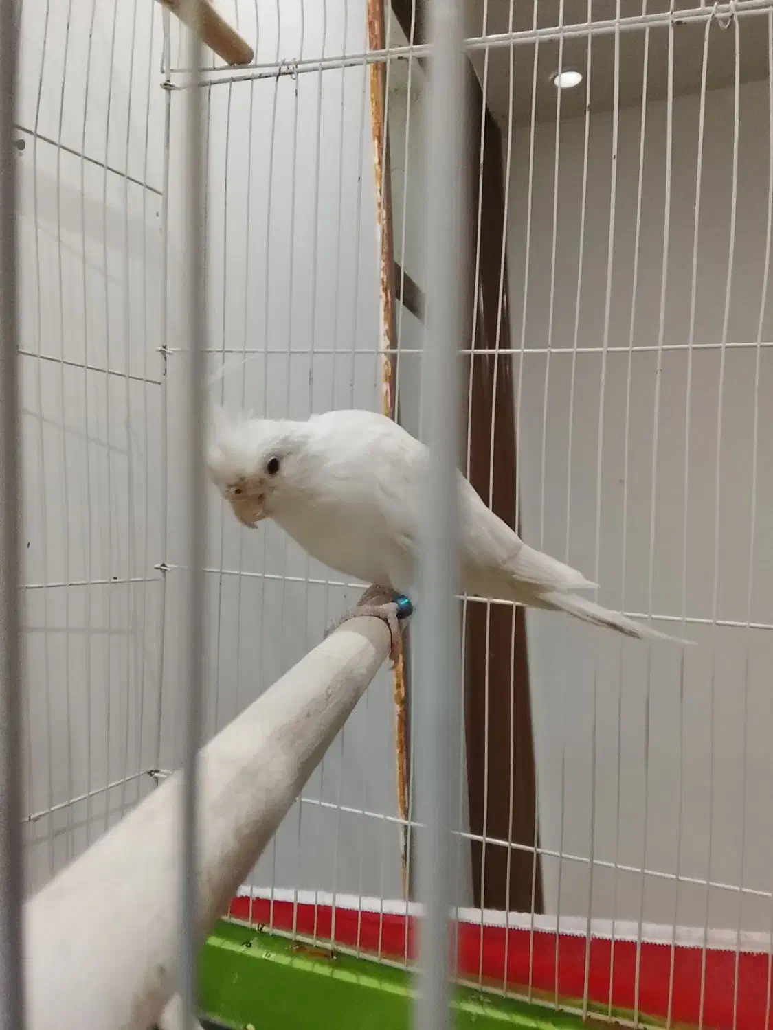 عروس هلندی خواص|پرنده|دلوار, |دیوار