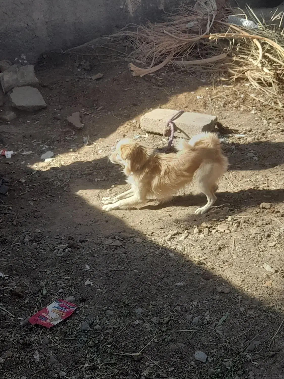 سگ پا کوتاه|سگ|بم, |دیوار