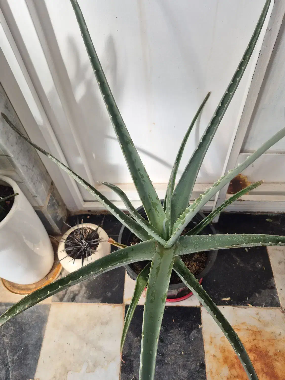 گل قاشقی وآلوورا|گل و گیاه طبیعی|قائن, |دیوار