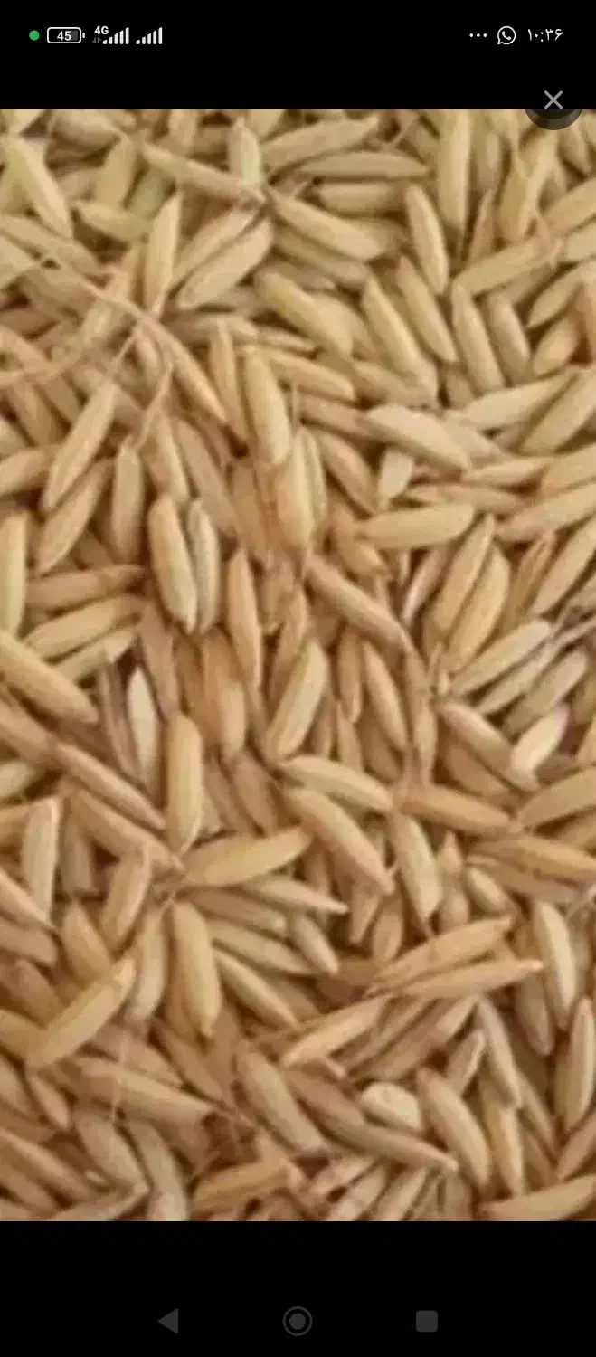 چلتوک چمپا عنبر بو لوداب|خوردنی و آشامیدنی|لوداب, |دیوار