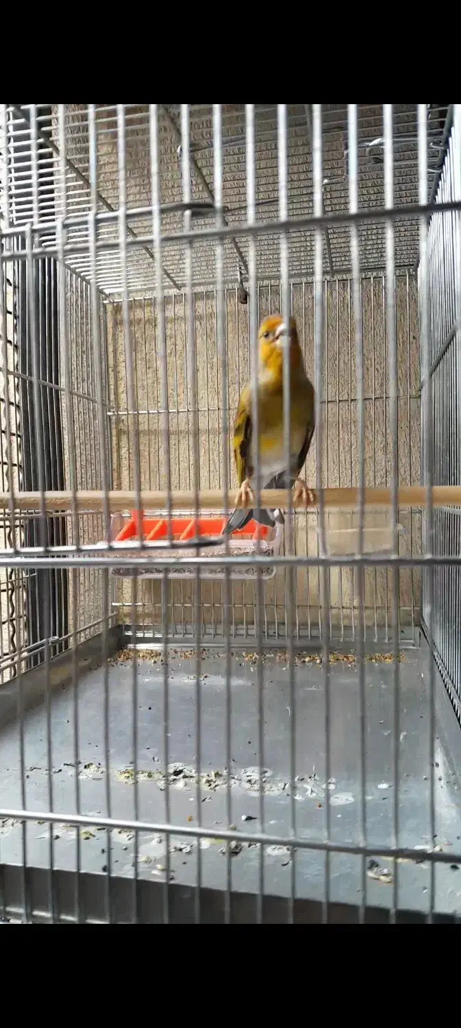 فروش سهره|پرنده|سقز, |دیوار