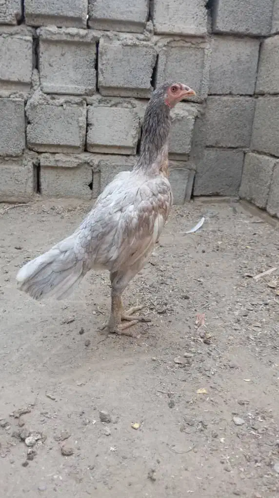 جوجه مرغ|حیوانات مزرعه|پشتکوه (سیستان و بلوچستان), |دیوار