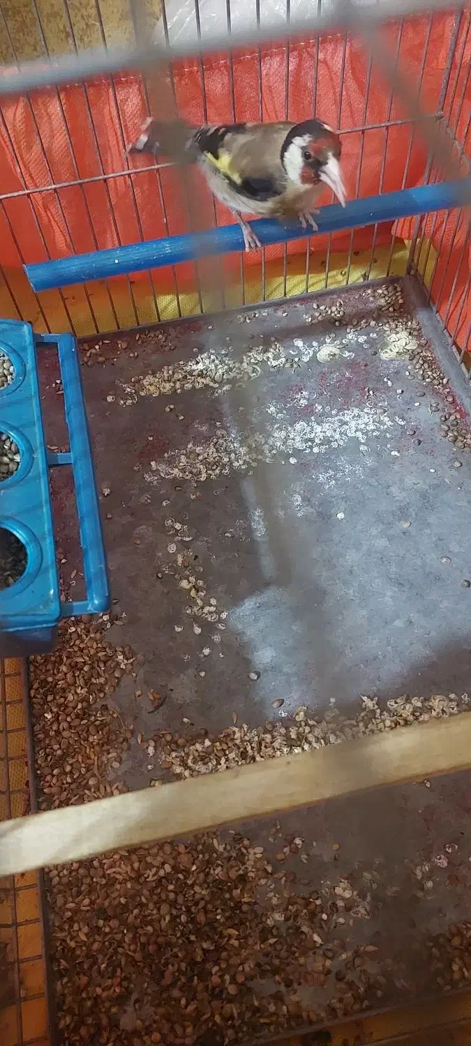 سهره|پرنده|یزد, |دیوار