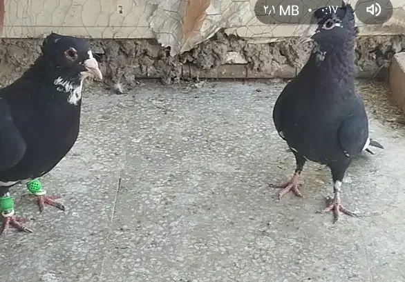 کفش مجلسی . طرح کفتر کبوتر معاوضه  اگهی بخون|کیف، کفش، کمربند|رفسنجان, |دیوار