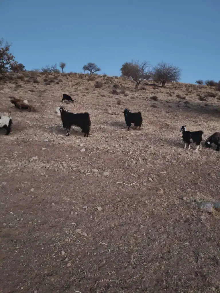 پازن ترکی در پاسارگاد|حیوانات مزرعه|پاسارگاد, |دیوار