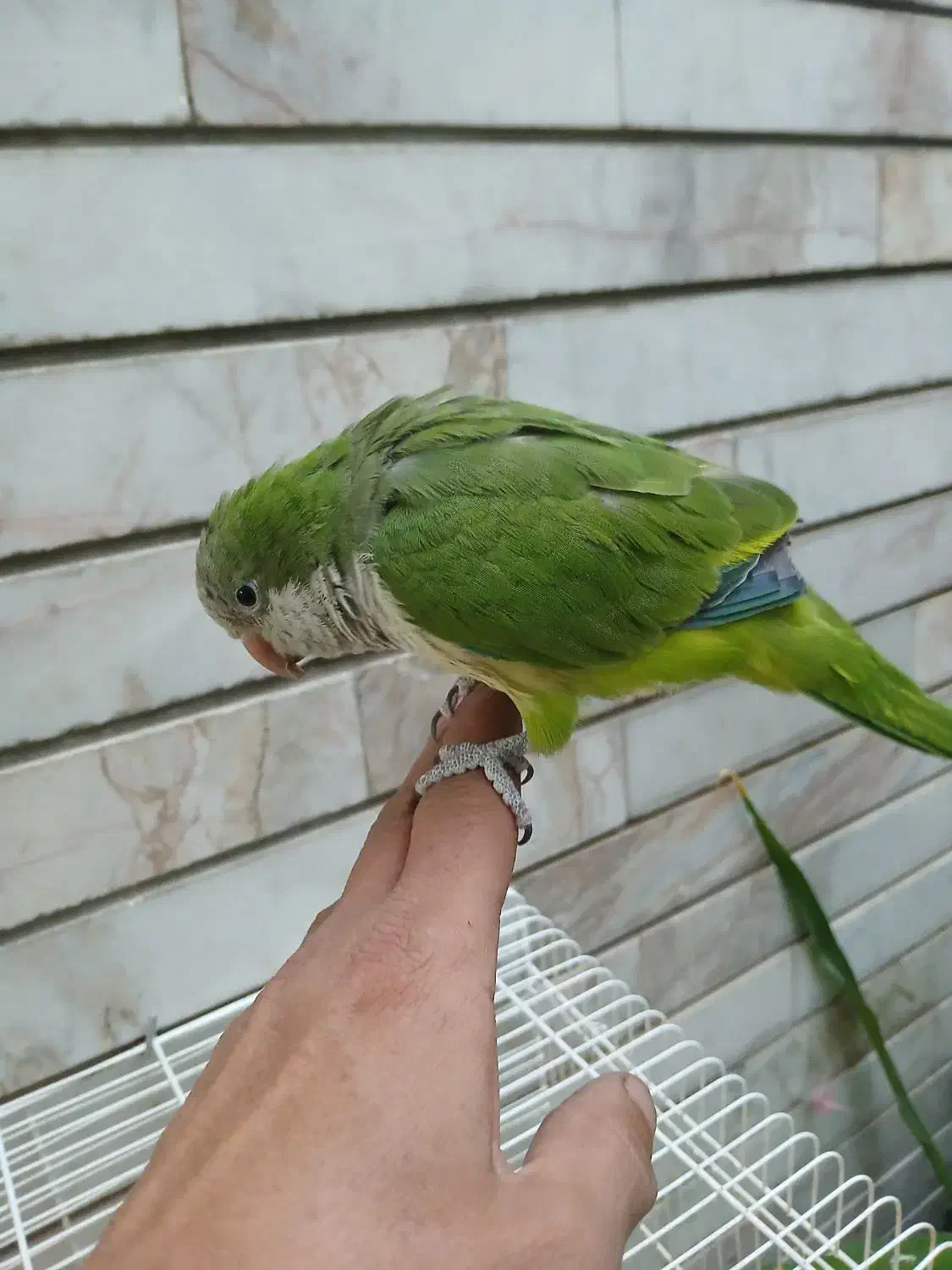 طوطی راهب نر فوق العاده دستی|پرنده|اصفهان, کوجان|دیوار