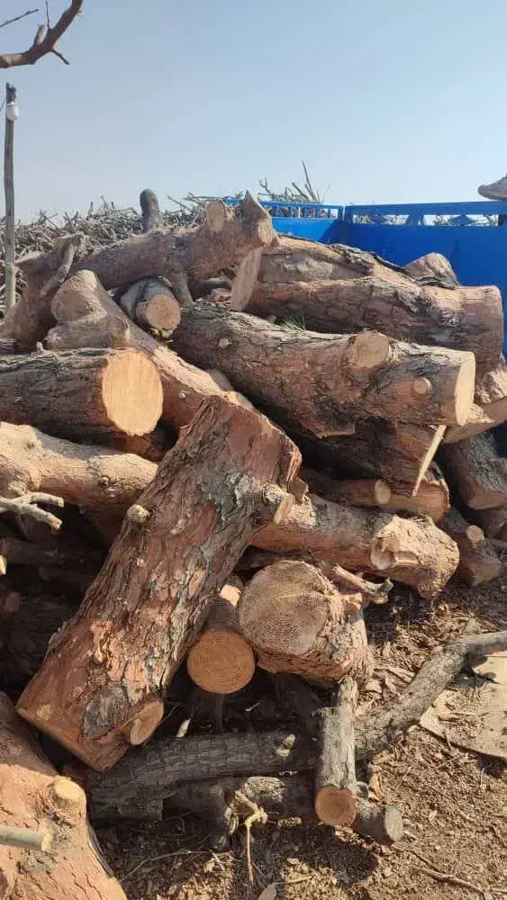 خریدچوب ضایعات هرس کار انواع درختان|خدمات باغبانی و درختکاری|میاندوآب, |دیوار