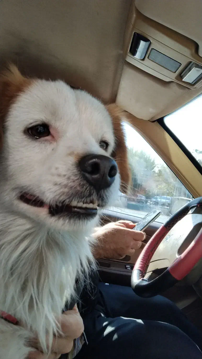 سگ بامزه و بازیگوش|سگ|تهران, صادقیه|دیوار