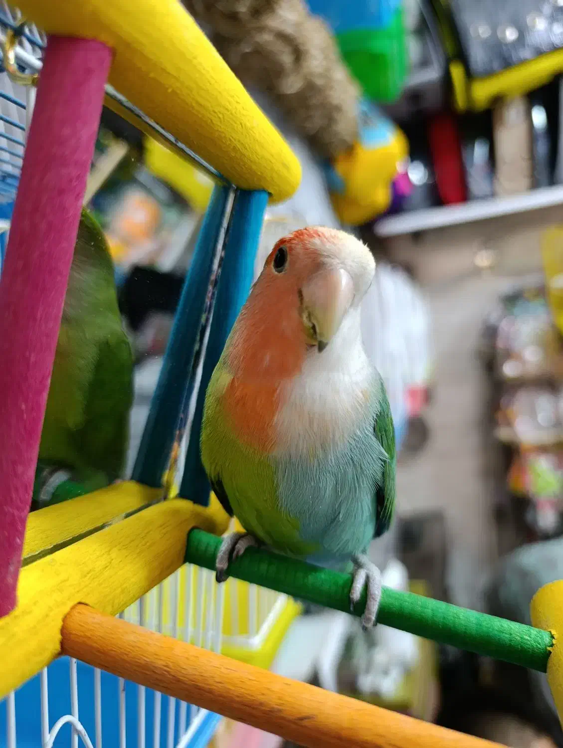 طوطی برزیلی دورنگ|پرنده|شهریار, شهرک وائین|دیوار