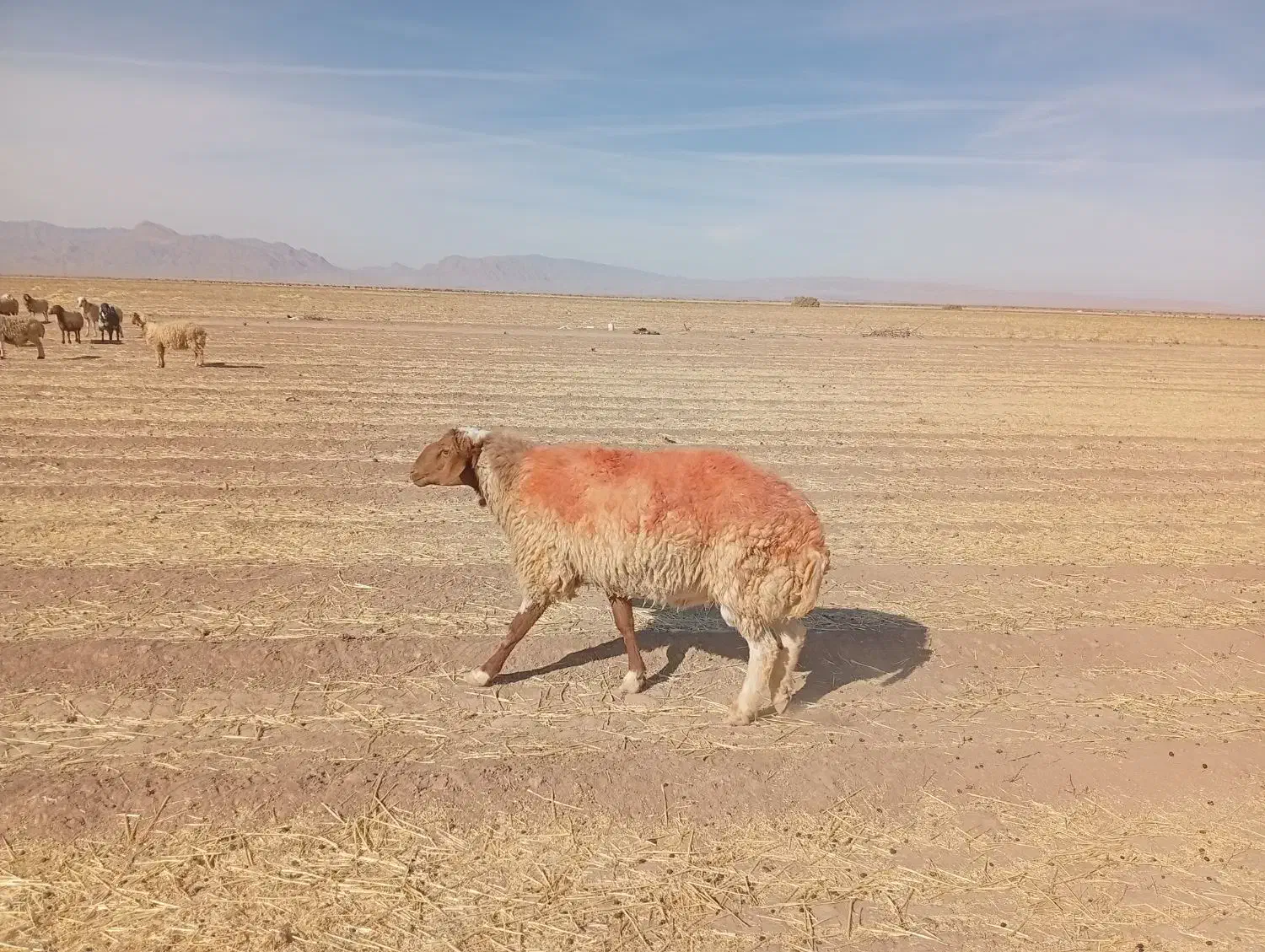 گوسفند|حیوانات مزرعه|نیمبلوک, |دیوار