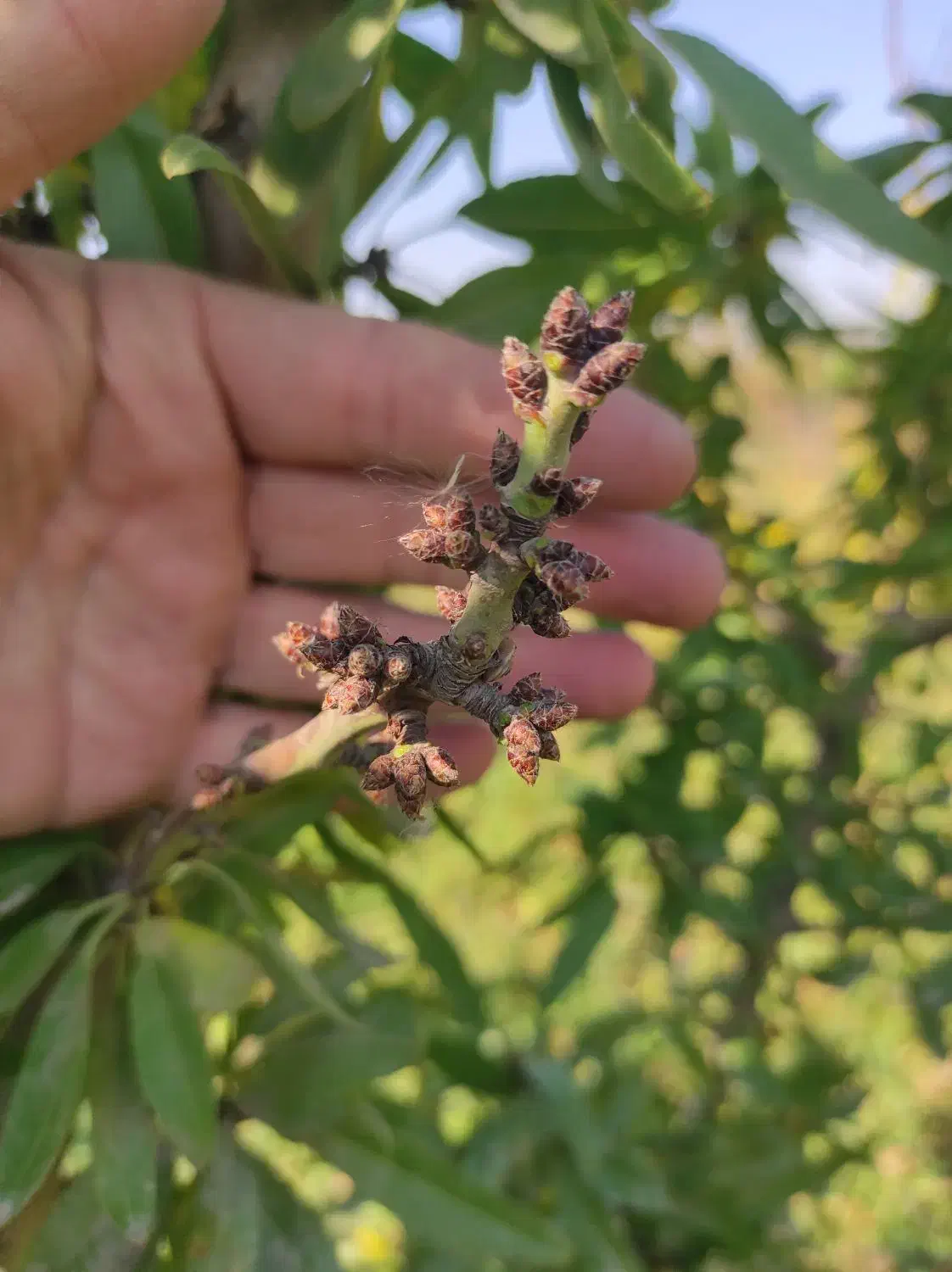 فروش انواع نهالهای اصلاح شده پیوندی|خدمات باغبانی و درختکاری|خسروشاه, |دیوار