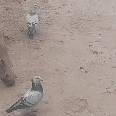 یک جفت کبوترمسافتی|پرنده|مینودشت, |دیوار