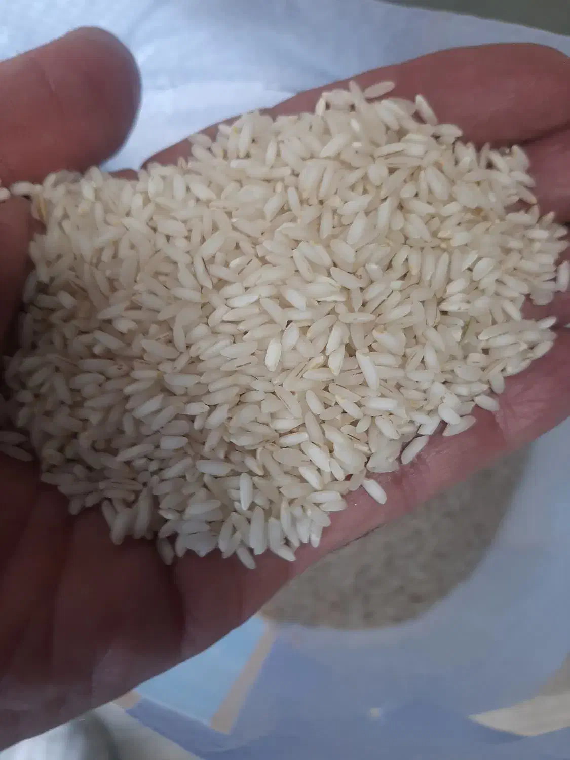 برنج عنبر عفرا|خوردنی و آشامیدنی|اهواز, شهرک دانشگاه|دیوار