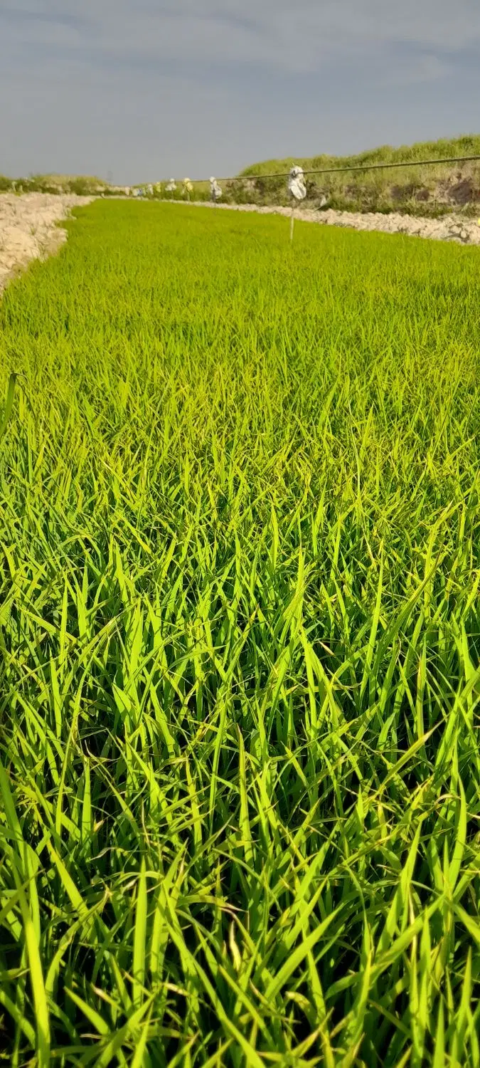چلتوک|خوردنی و آشامیدنی|دورود, |دیوار
