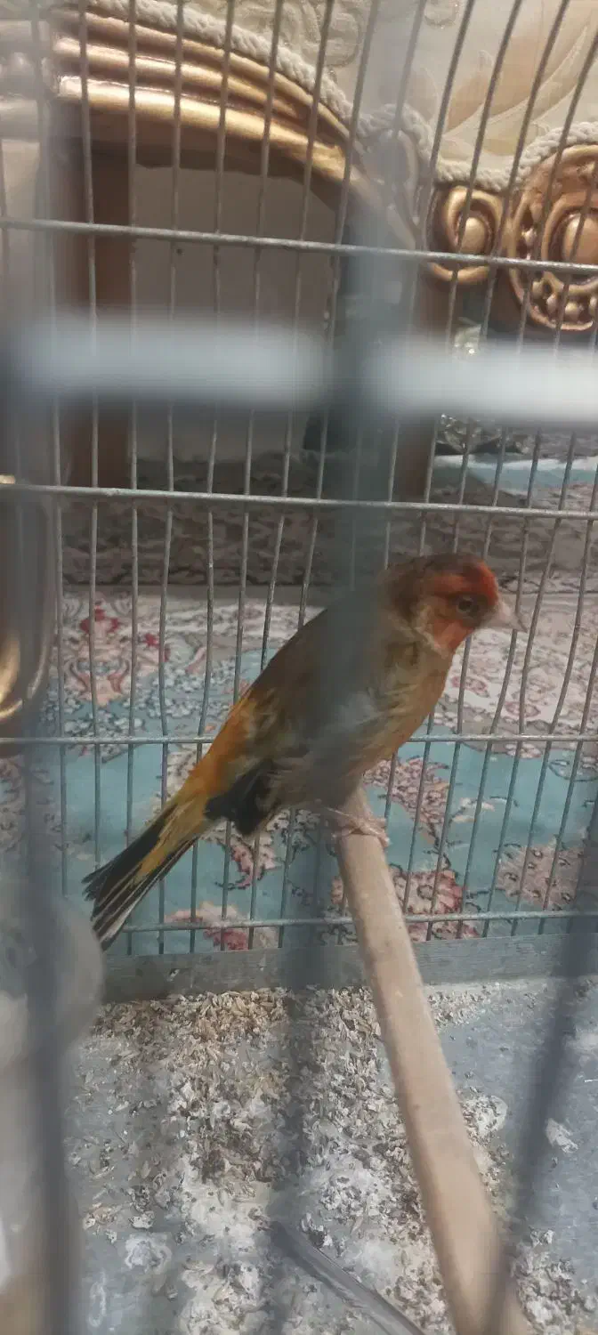 دورگ نر|پرنده|خرم‌آباد, |دیوار