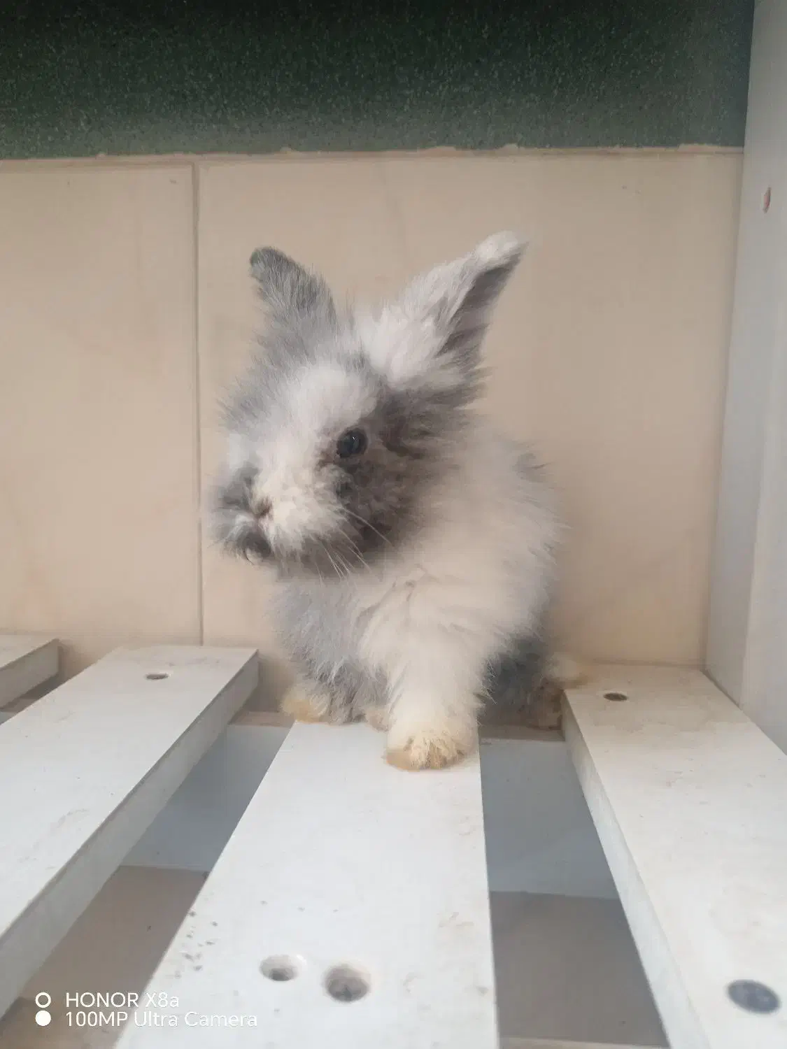 بچه خرگوش لوپ خوشگل|موش و خرگوش|سبزوار, قدس|دیوار