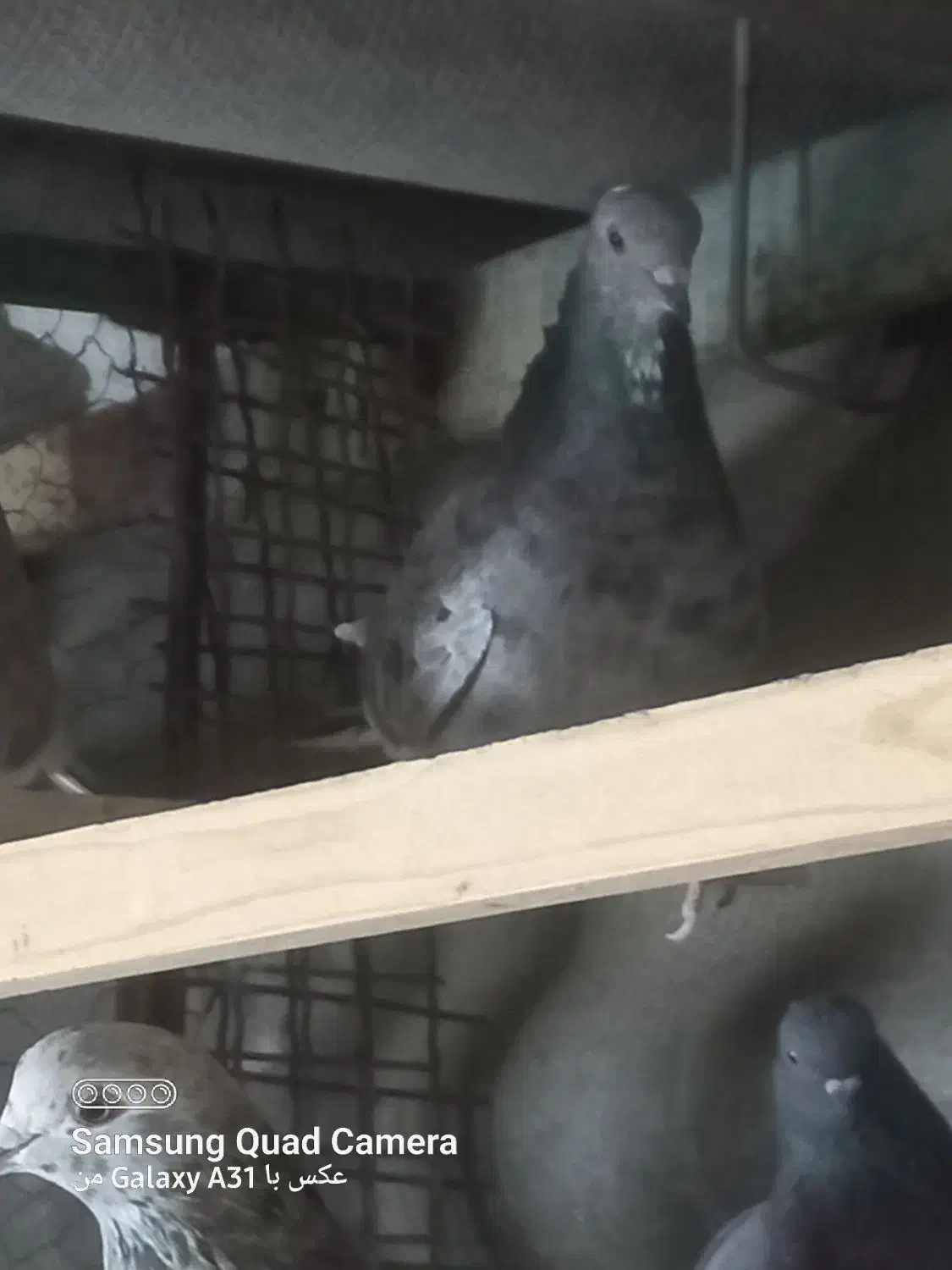 کفتر خوب|پرنده|تهران, سجاد|دیوار