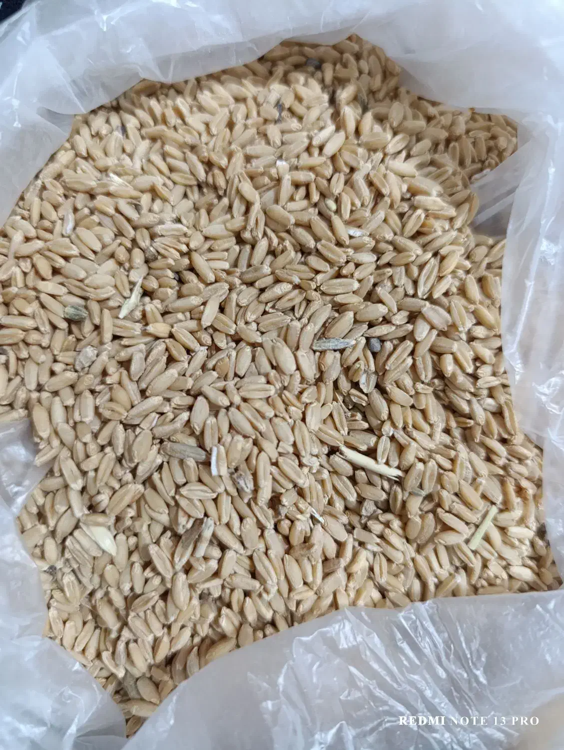 گندم دیم|عمدهفروشی|فریمان, |دیوار