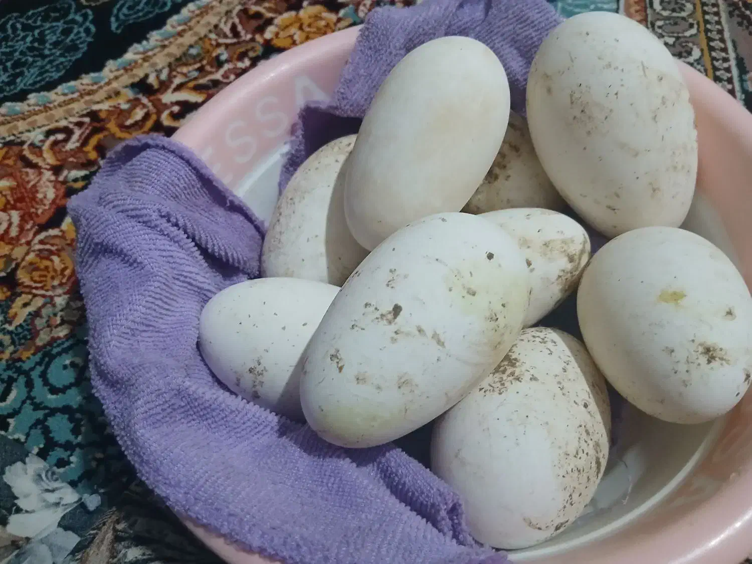 تخم غاز|حیوانات مزرعه|زابل, |دیوار