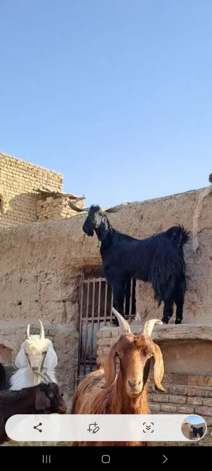 دوبر۳ساله|حیوانات مزرعه|قنوات, |دیوار