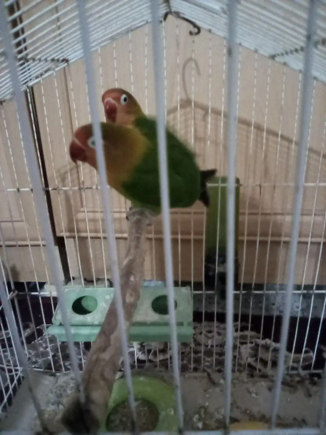 اهواز کوت عبدالله گنوم کار خیابون اول پلاک دو|پرنده|کارون, |دیوار