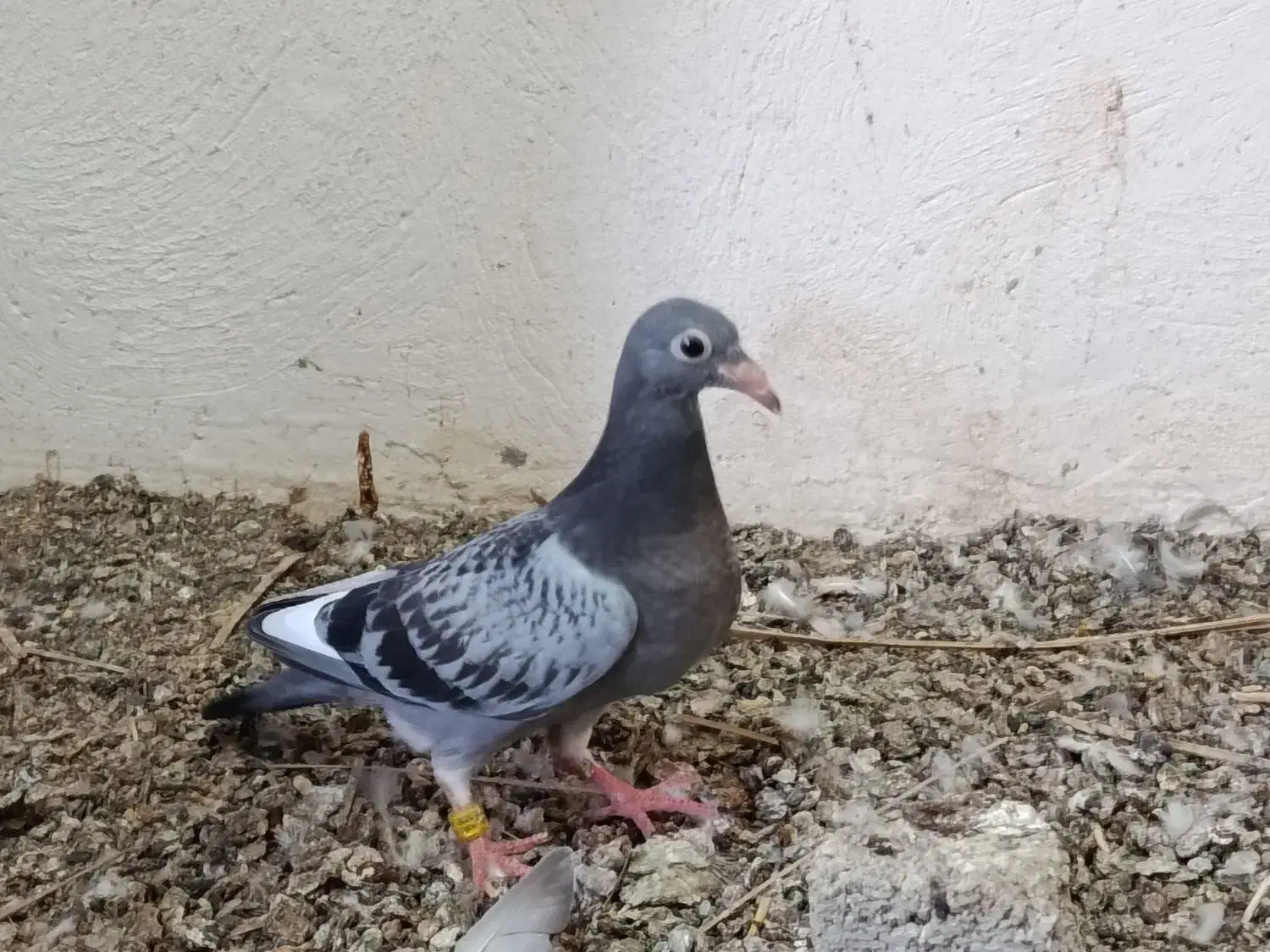 جوجه پلاکی کبوتر|پرنده|سعدآباد, |دیوار