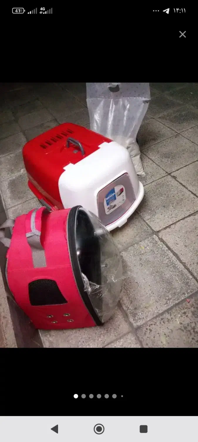 واگذاری بچه گربه سه ماهه اسکاتیش چشم آبی|گربه|تهران, جیحون|دیوار