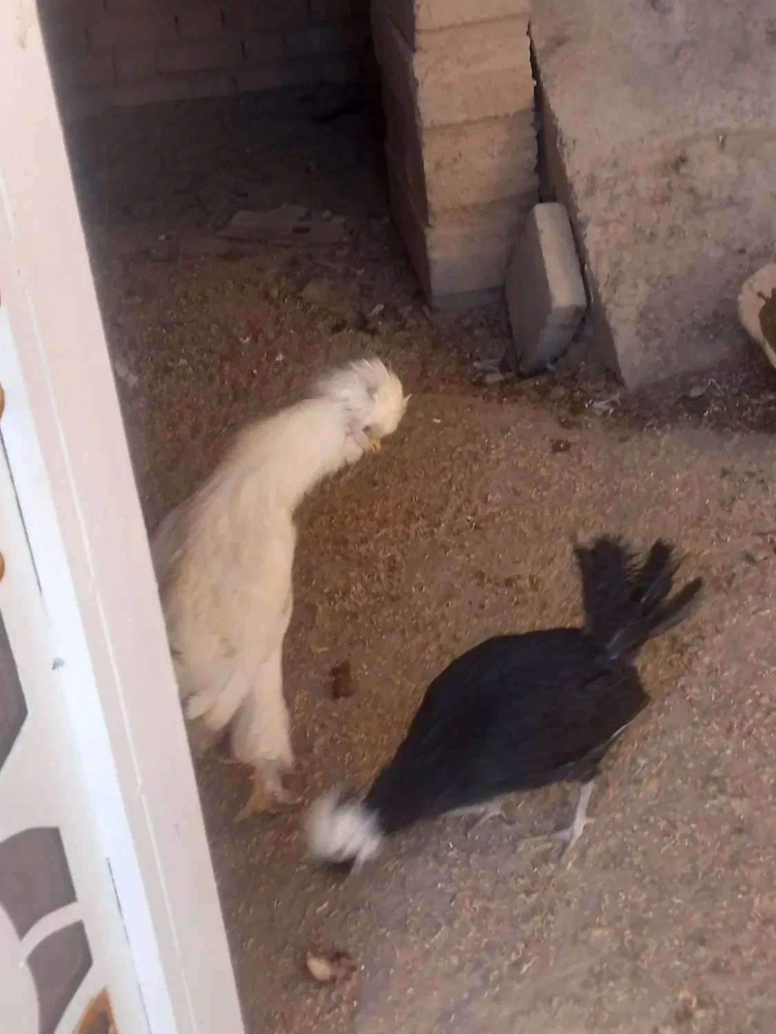 فروش مرغ|حیوانات مزرعه|دهگلان, |دیوار