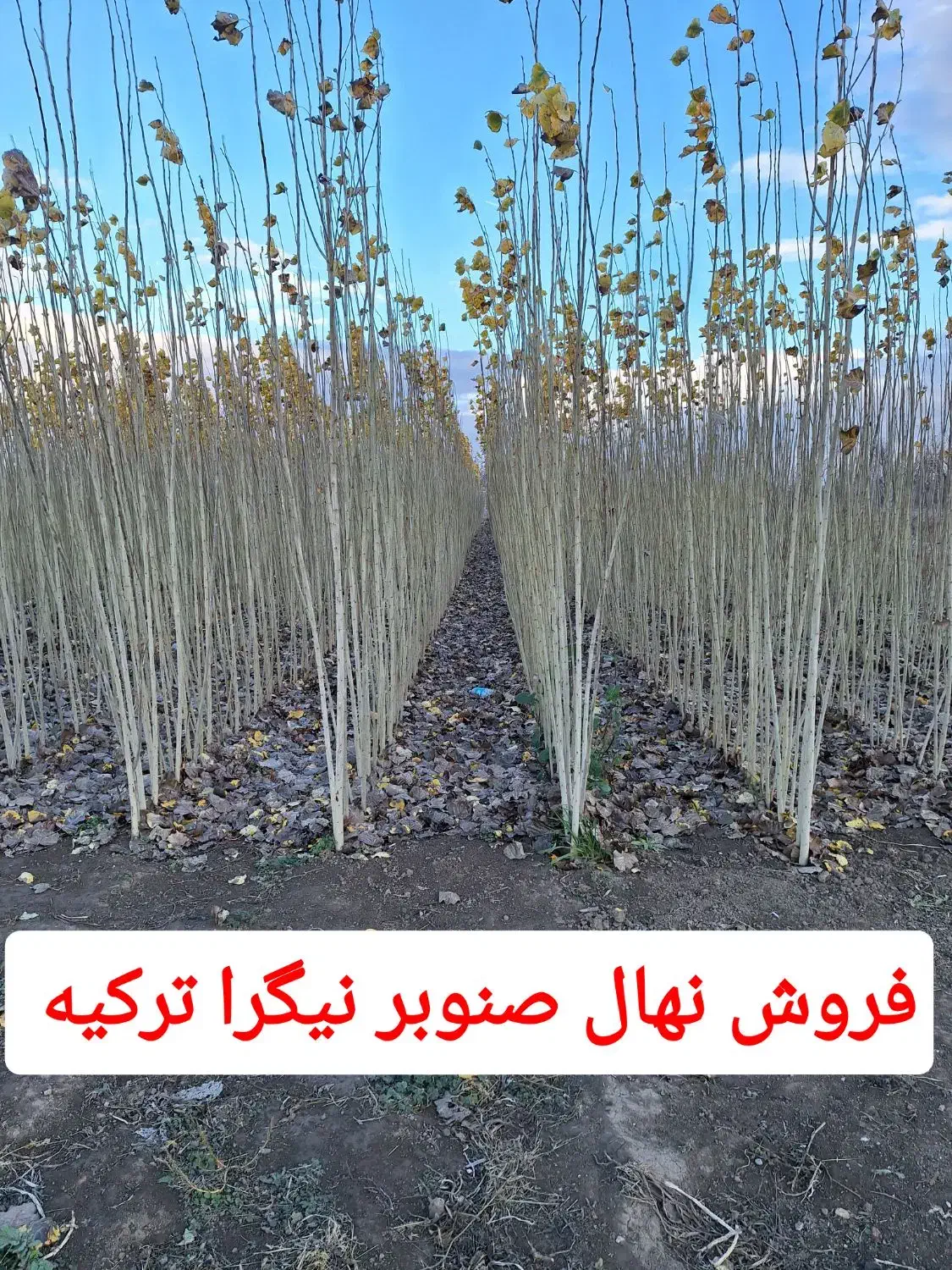 فروش نهال صنوبر اصلاح شده نیگرا ترکیه|خدمات باغبانی و درختکاری|فریدونشهر, |دیوار