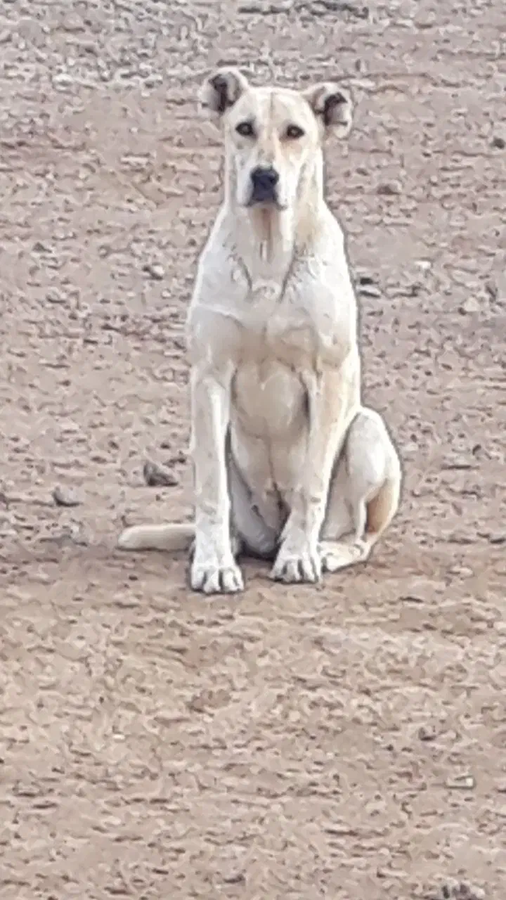 سگ ماده|سگ|شیروان (خراسان), |دیوار