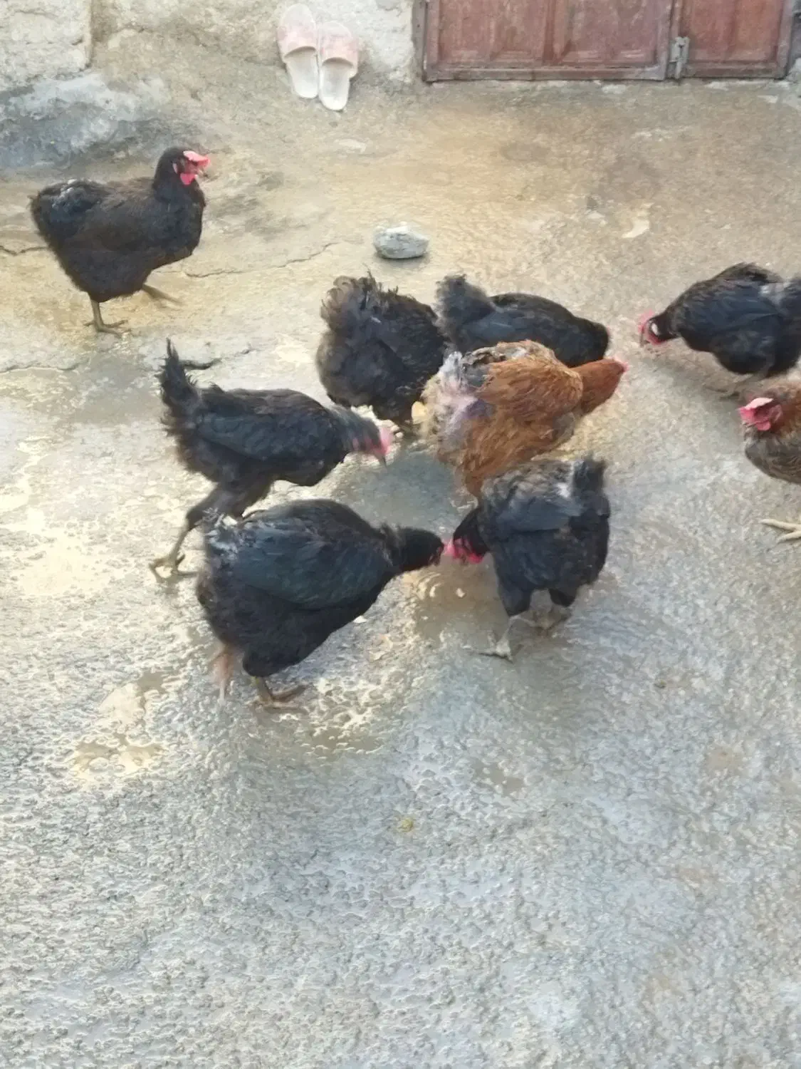 چند عدد مرغ تخمگذار|حیوانات مزرعه|سیوان, |دیوار