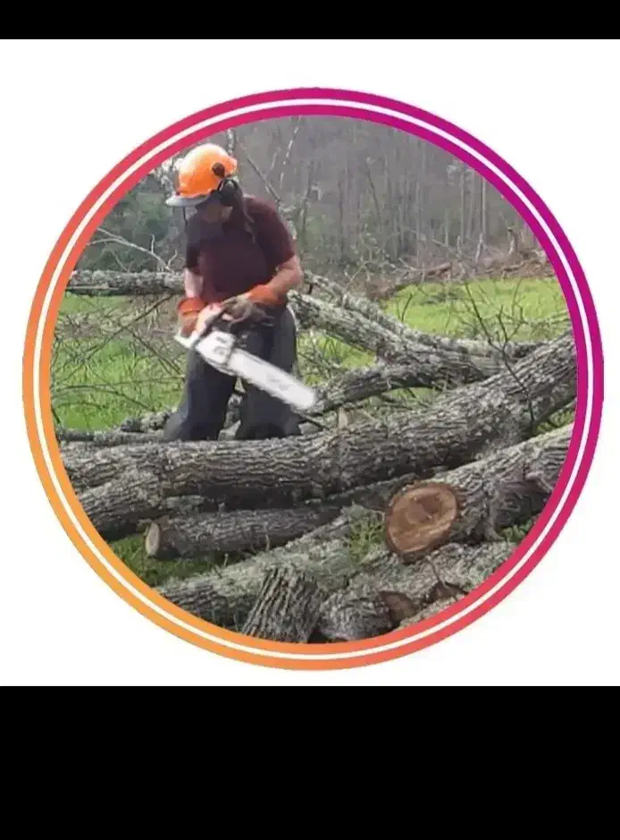 برش درخت|خدمات باغبانی و درختکاری|ایلام, |دیوار