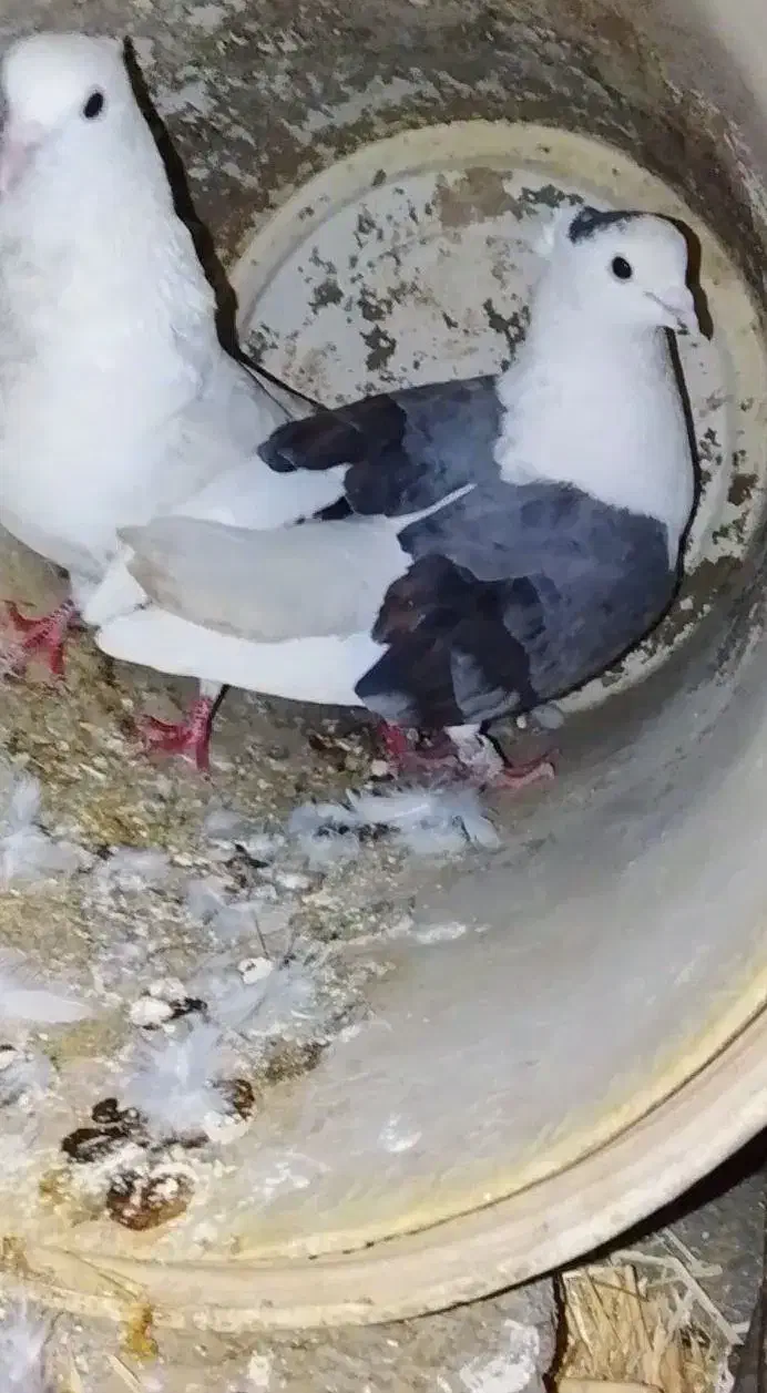 شونی|پرنده|چگنی, |دیوار