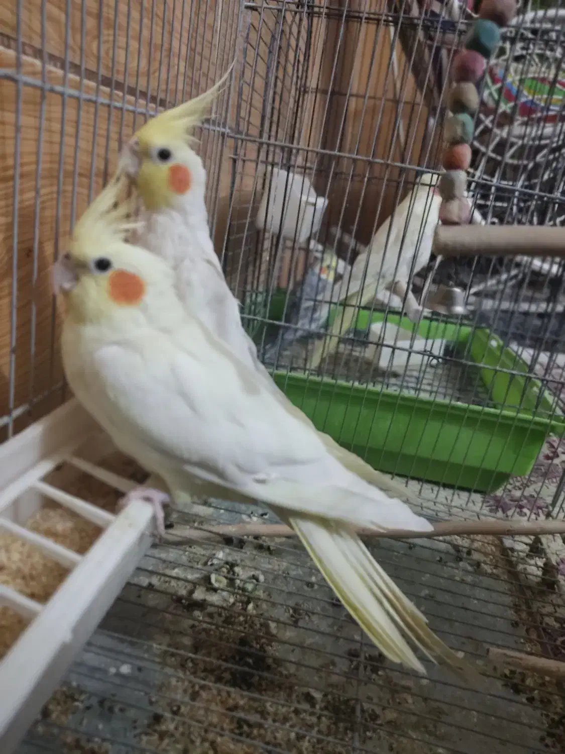 عروس هلندی لوتینو|پرنده|خمین, |دیوار