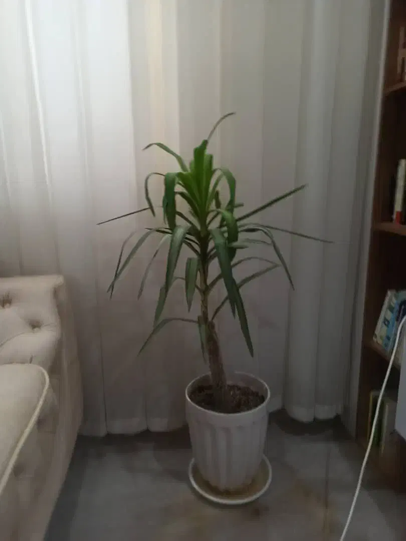 ب دلیل  مهاجرت|گل و گیاه طبیعی|مریوان, |دیوار