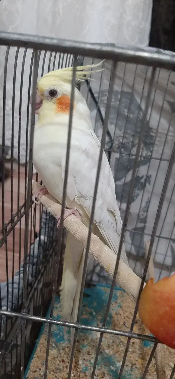 فروش عروس هلندی|پرنده|نقده, |دیوار