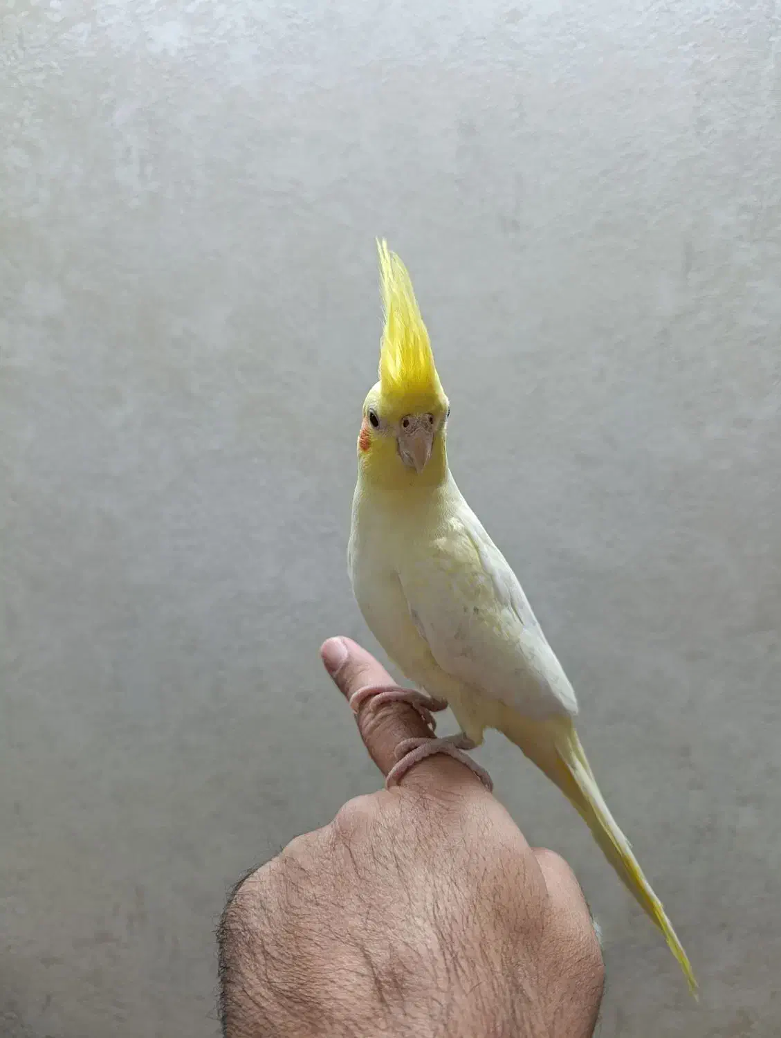 عروس هلندی از نسل سخنگو|پرنده|اردبیل, |دیوار