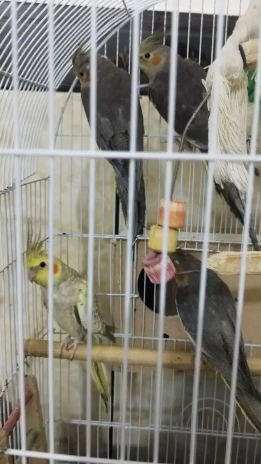 عروس هلندی|پرنده|چمران, |دیوار