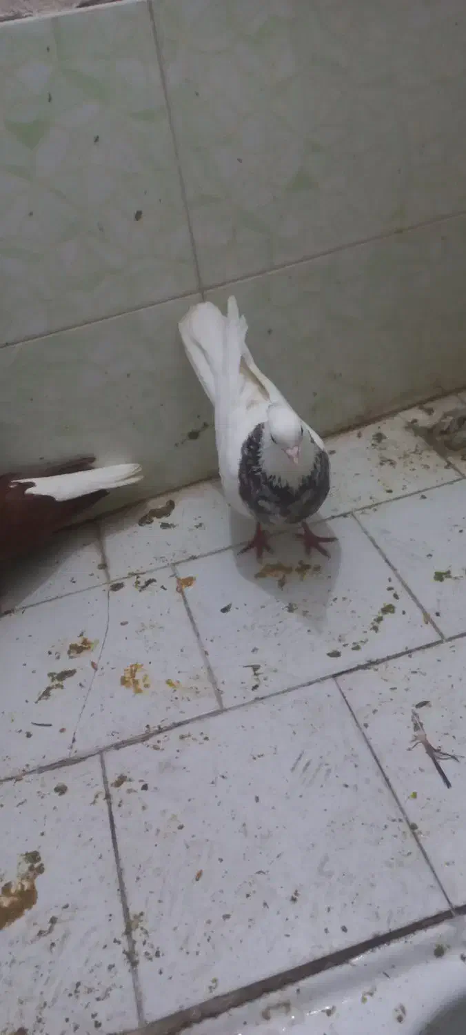 کبوتر|پرنده|سبزوار, اسلام آباد|دیوار