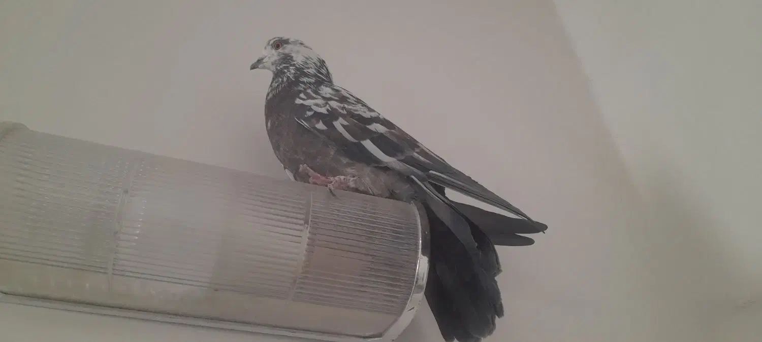 کفتر کبوتر|پرنده|خمینی‌شهر, |دیوار