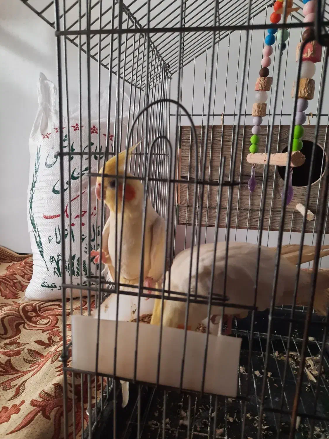 عروس هلندی جفت سفیدکاملارام شده|پرنده|ایزدشهر, |دیوار