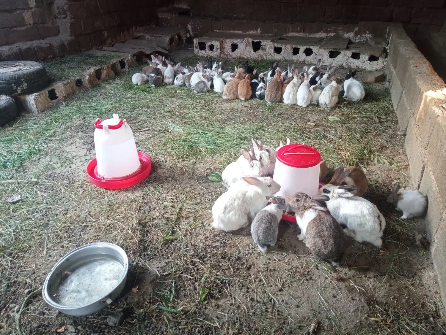 خرگوش بالغ عمده|موش و خرگوش|ارومیه, |دیوار