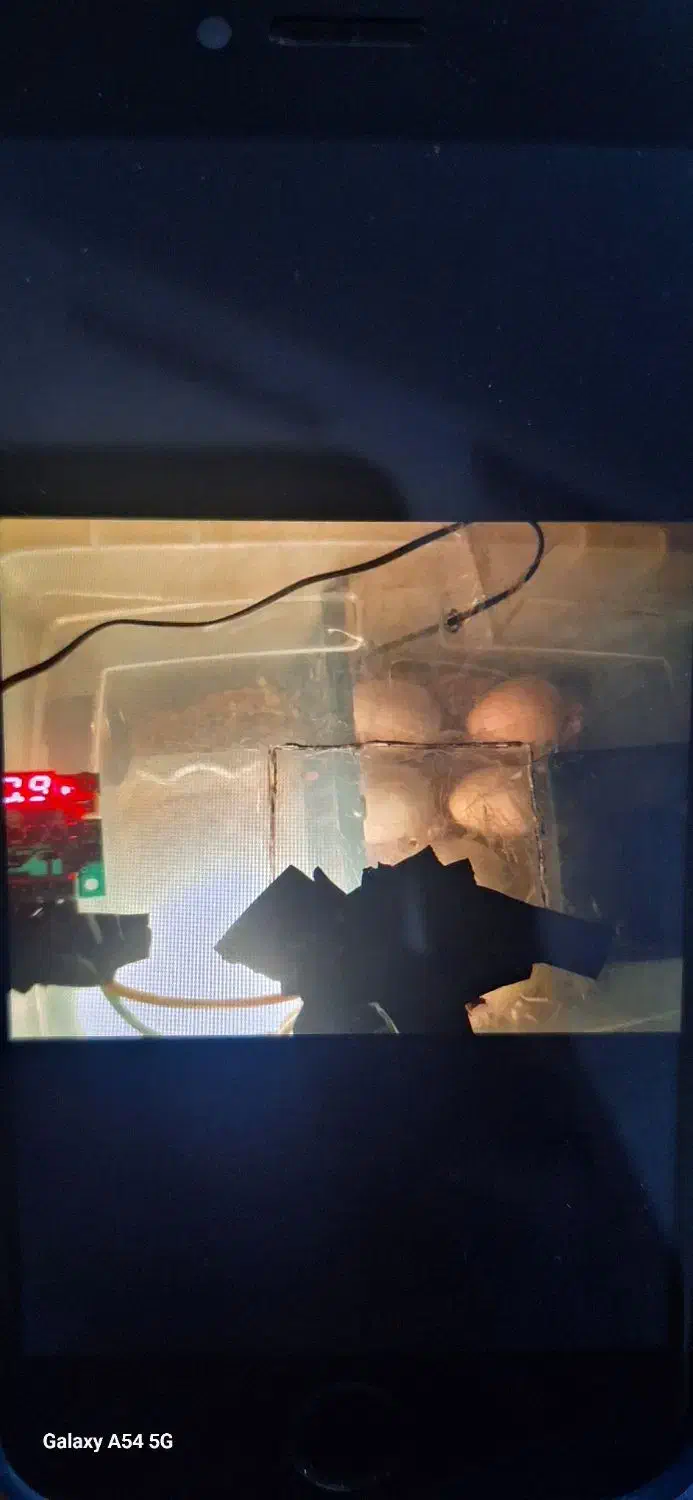 دستگاه جوجه کشی|لوازم جانبی حیوانات|نیشابور, هفده شهریور|دیوار