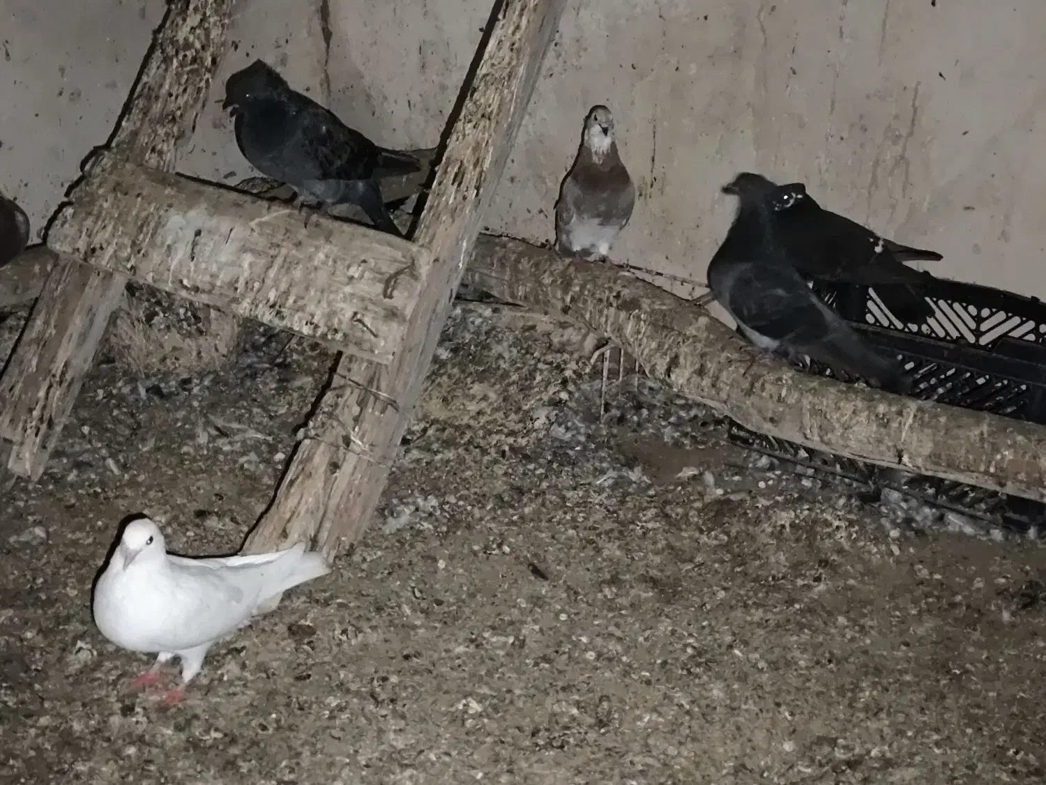 فروش ۲۰ عدد کبوتر خوب جفت ۴۰۰ تومان|پرنده|کاکی, |دیوار