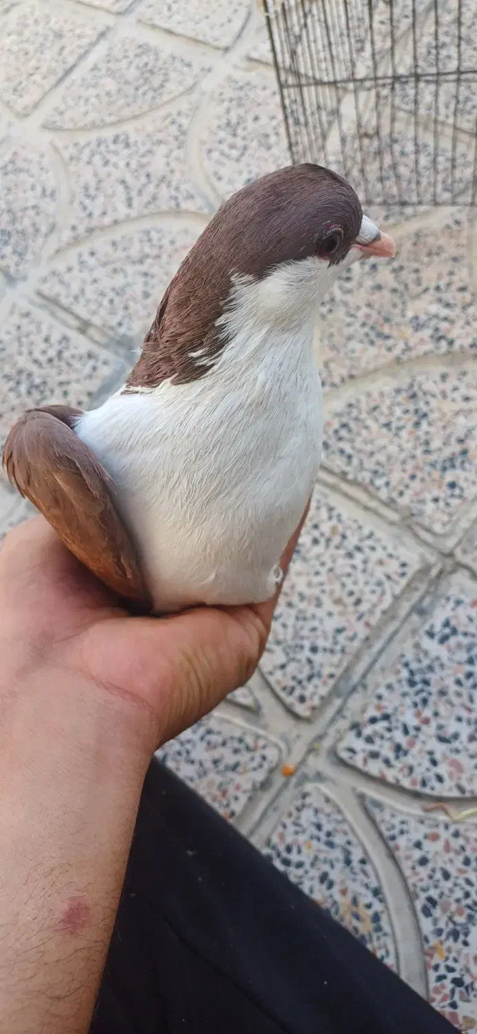 کبوتر اصفهانی|پرنده|کوهدشت, |دیوار