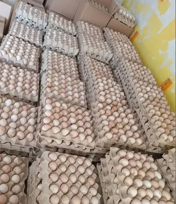 تخم نطفه دار جوجه راس گوشتی ضمانتی|حیوانات مزرعه|تهران, ترمینال غرب|دیوار