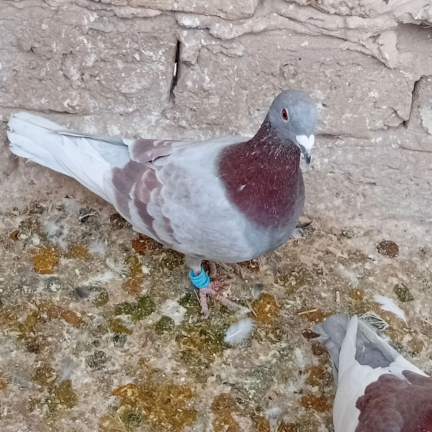 دوتا کفتر اوقون آلمانی جوان ابلق دم هفترنگ|پرنده|مشهد, شهید شهریاری|دیوار