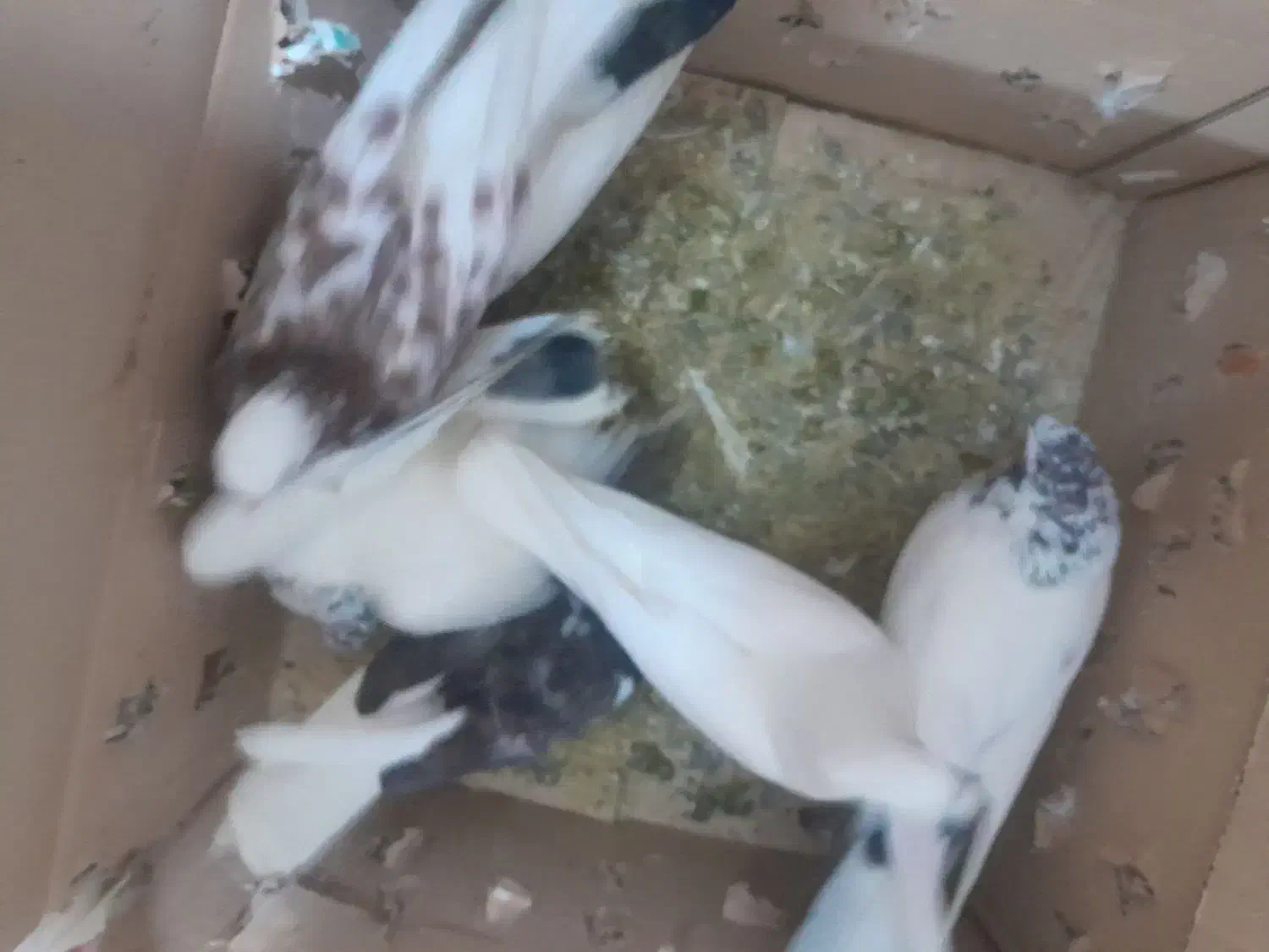 کفتر|پرنده|اشترینان, |دیوار