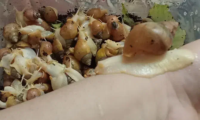 حلزون|خزنده|مراغه, |دیوار