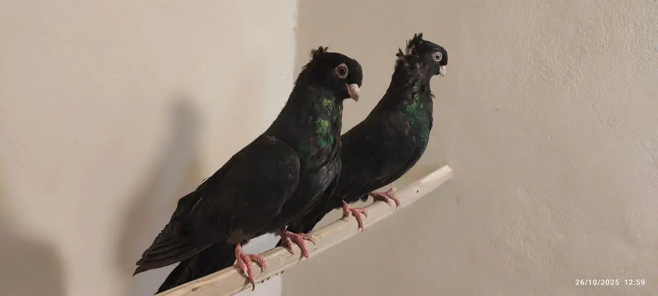 جفت کبوتر صرب اتریش|پرنده|فولادشهر, زاینده رود|دیوار